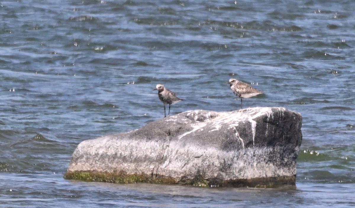 Black-bellied Plover - Sylvain Cardinal