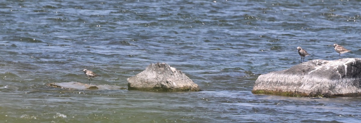 Black-bellied Plover - ML620010968