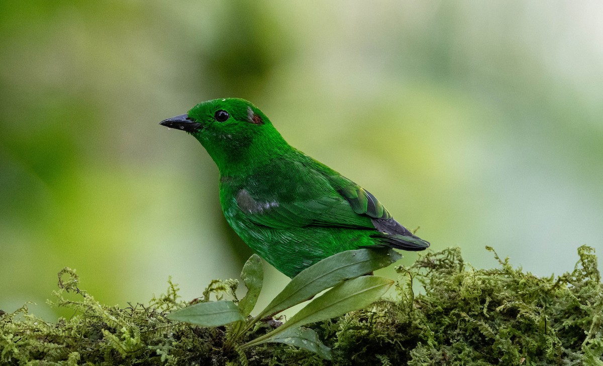 Glistening-green Tanager - ML620010986