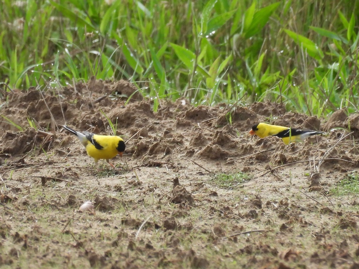 American Goldfinch - ML620010989