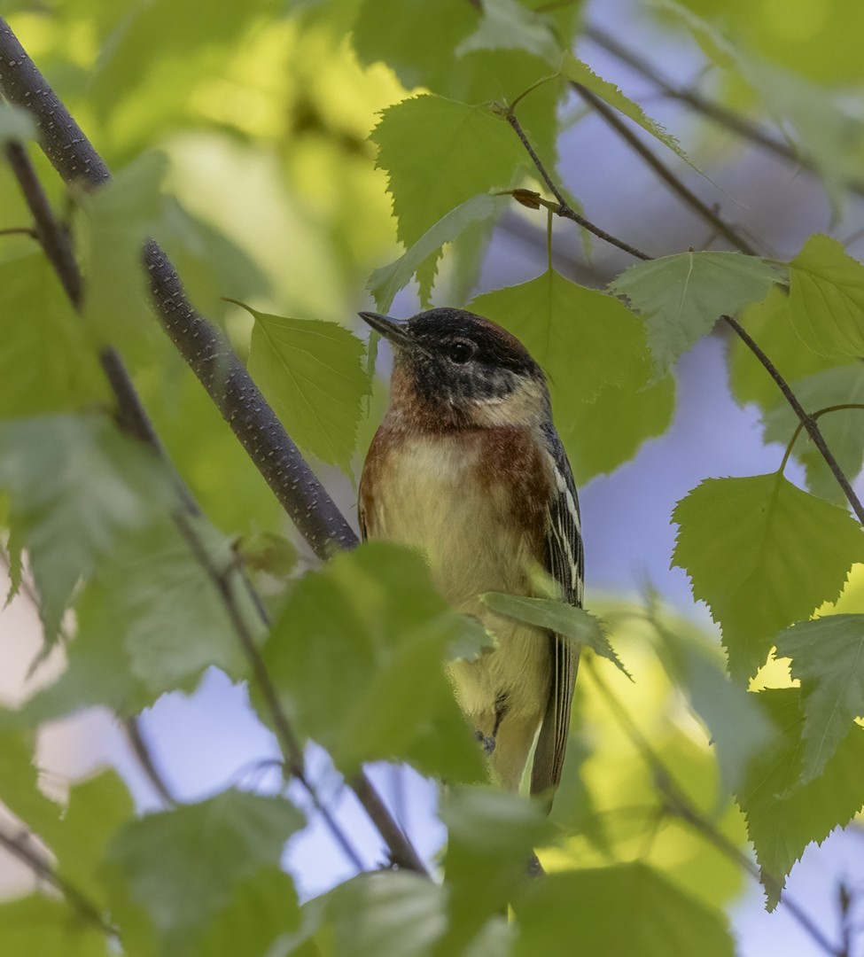 Bay-breasted Warbler - ML620010994