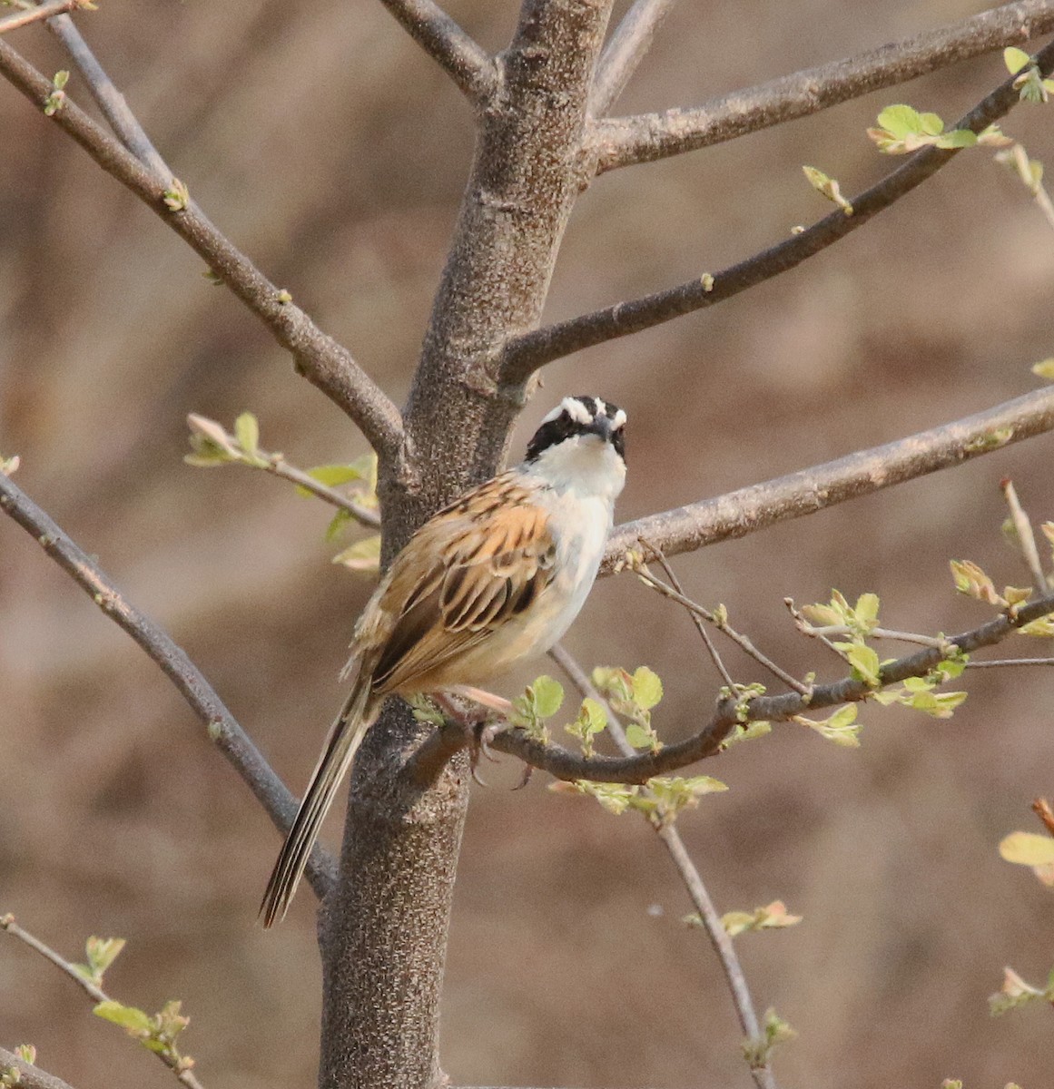 Stripe-headed Sparrow - ML620011025