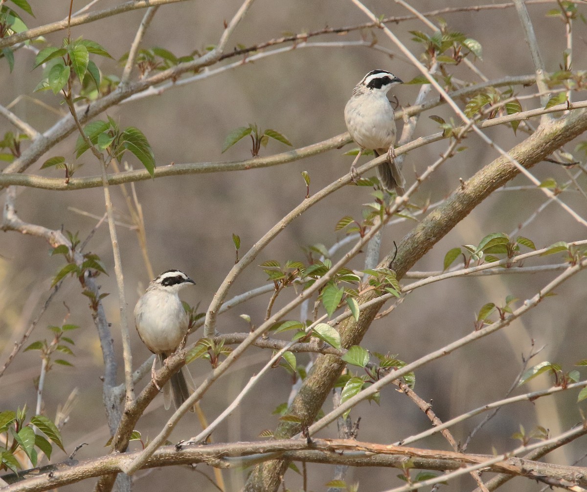 Stripe-headed Sparrow - ML620011027