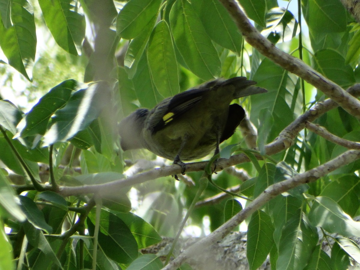 Yellow-winged Tanager - ML620011028