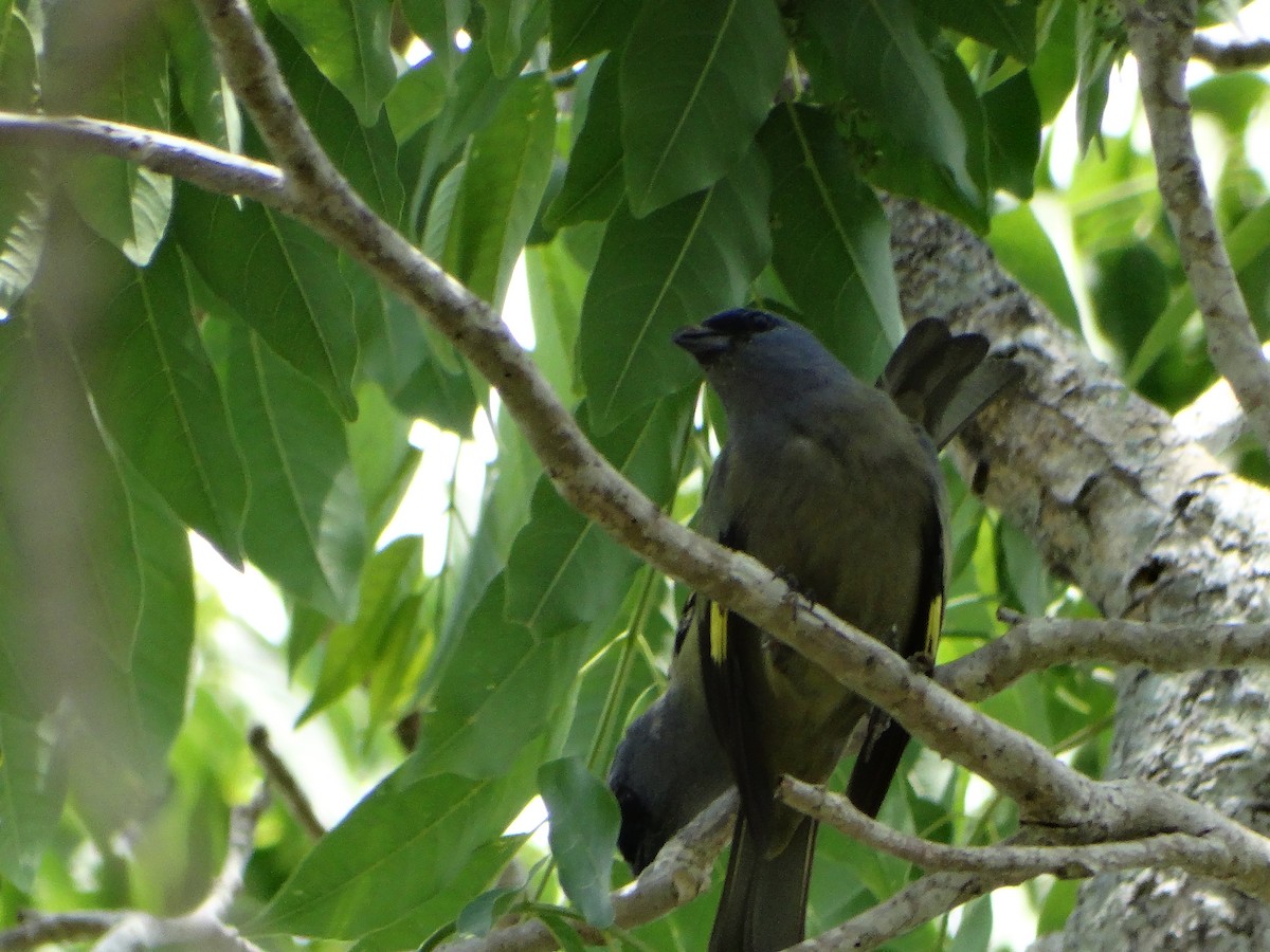 Yellow-winged Tanager - ML620011029