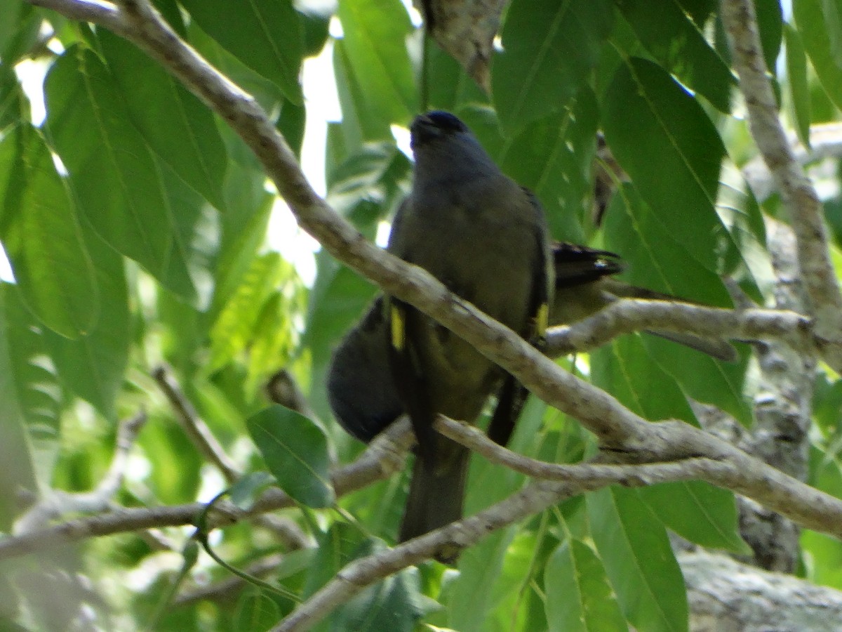 Yellow-winged Tanager - ML620011030