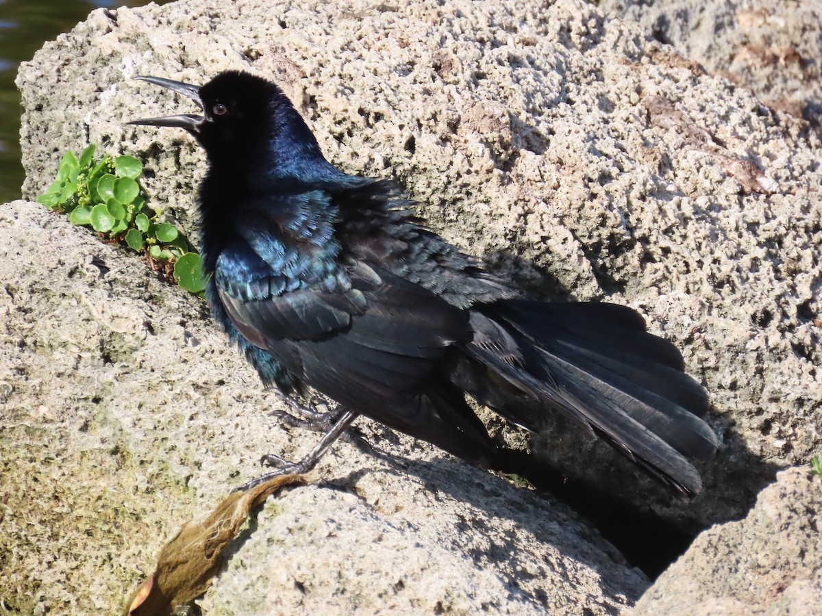 Boat-tailed Grackle - ML620011032