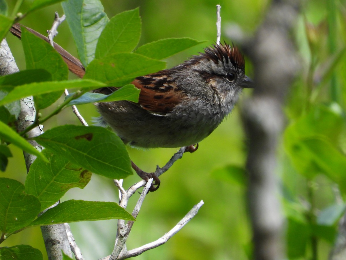 Swamp Sparrow - ML620011036