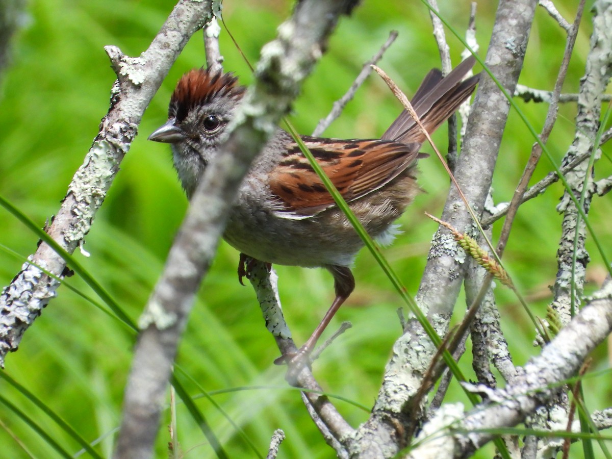 Swamp Sparrow - ML620011037