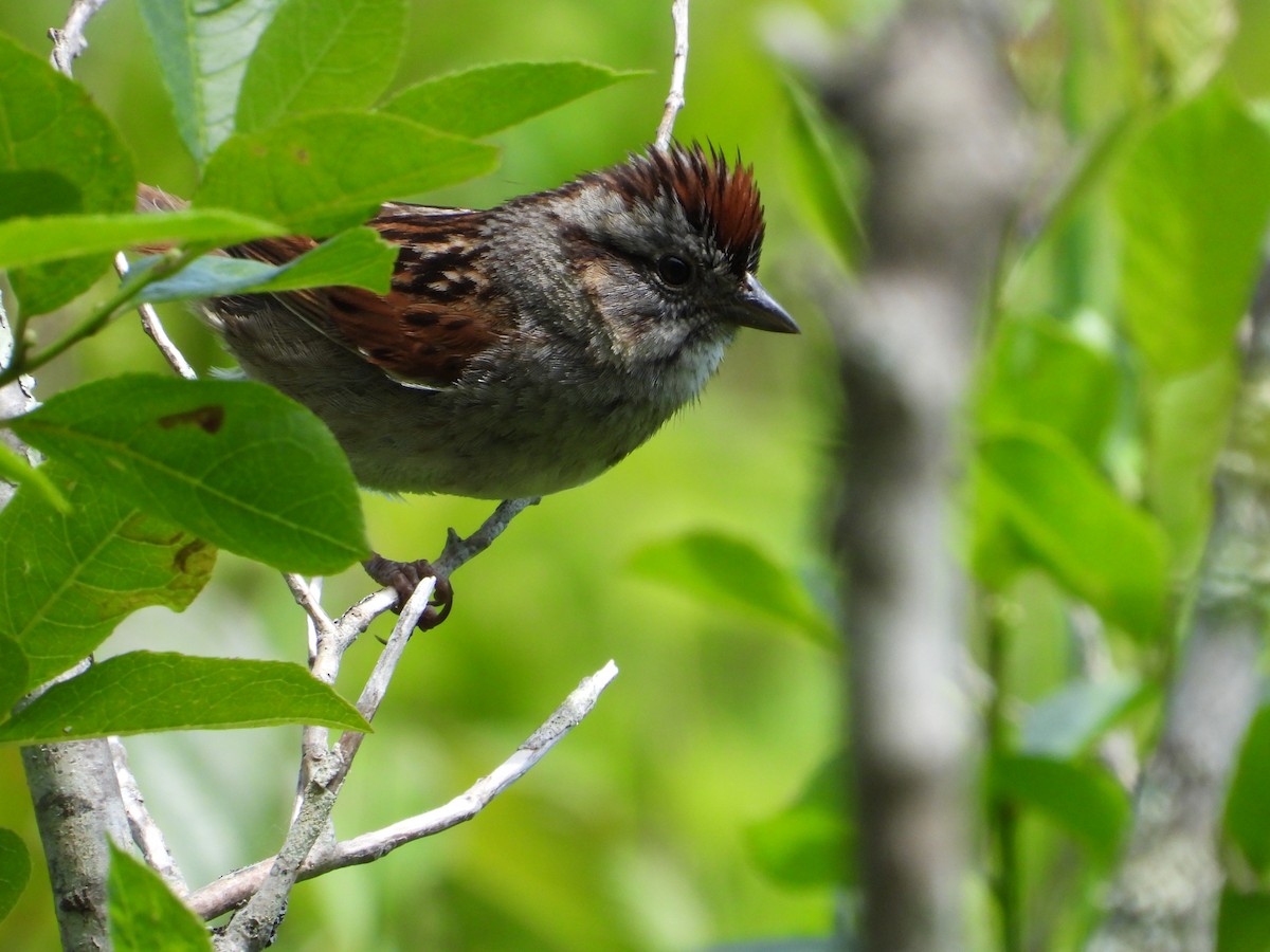 Swamp Sparrow - ML620011038