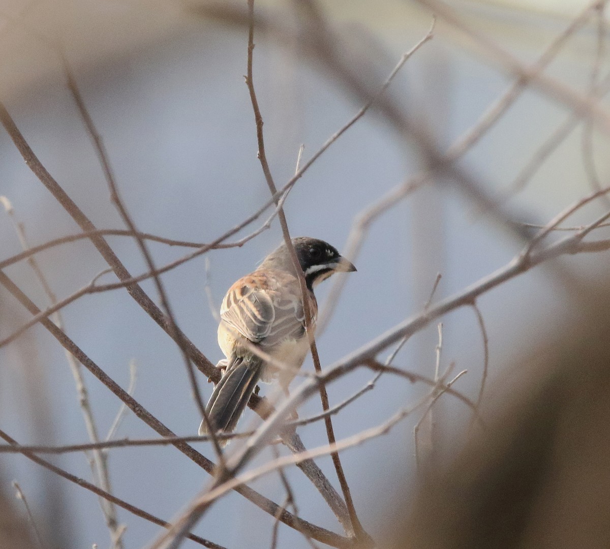 Black-chested Sparrow - ML620011042