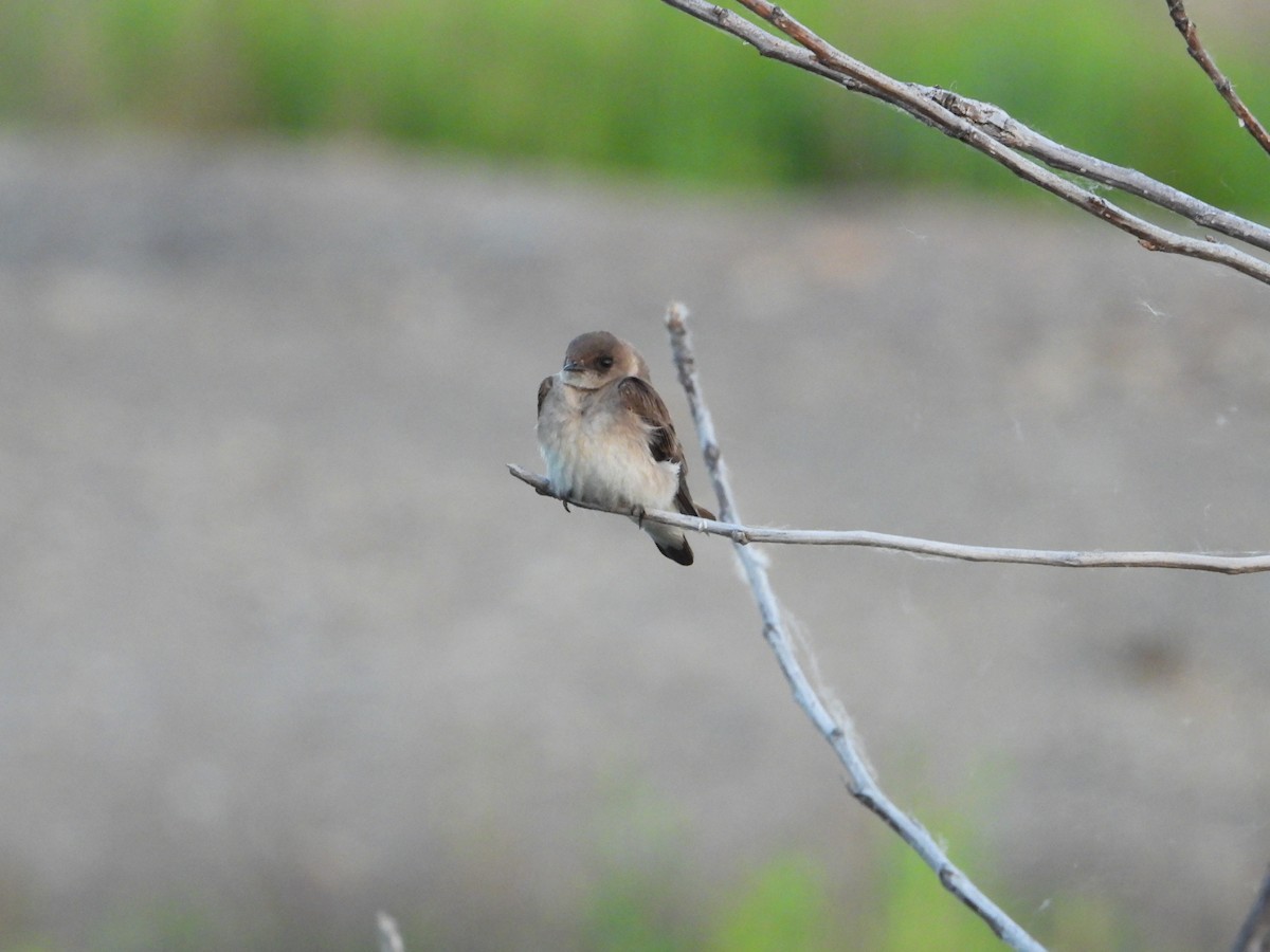 Northern Rough-winged Swallow - ML620011046