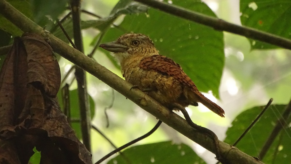 Barred Puffbird - ML620011063