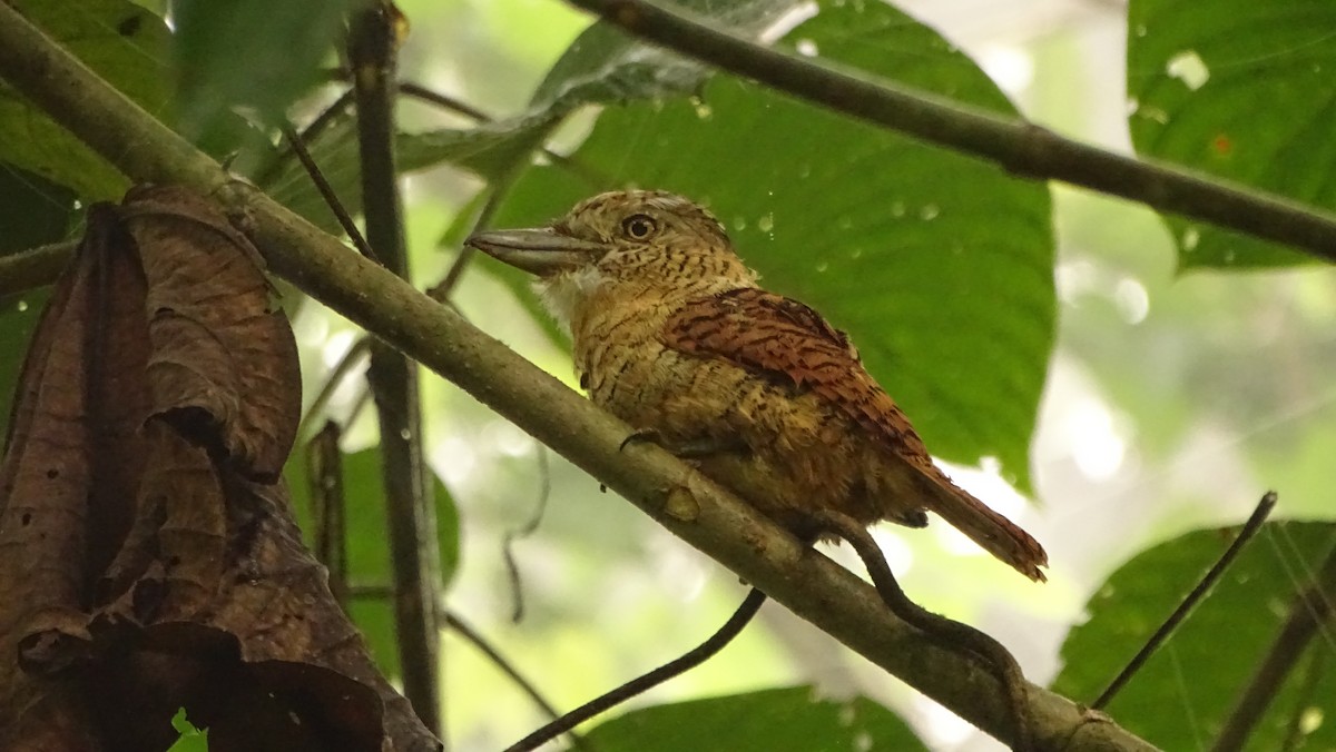 Barred Puffbird - ML620011066