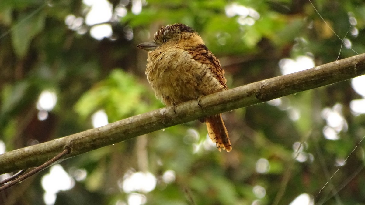 Barred Puffbird - ML620011073