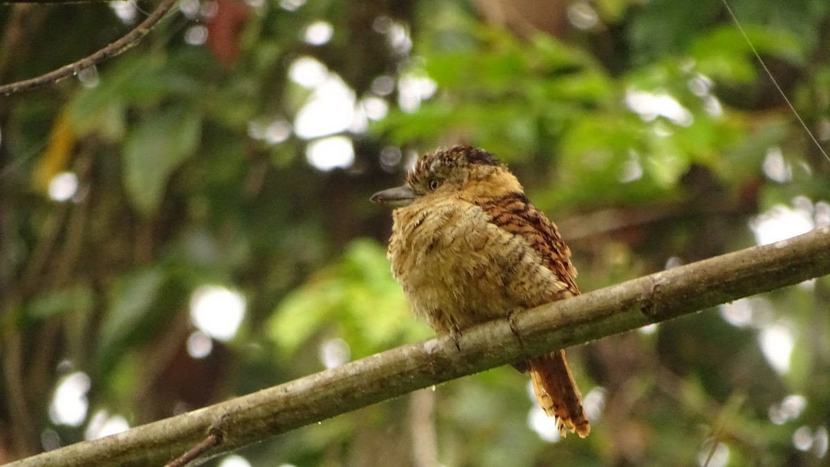 Barred Puffbird - ML620011074