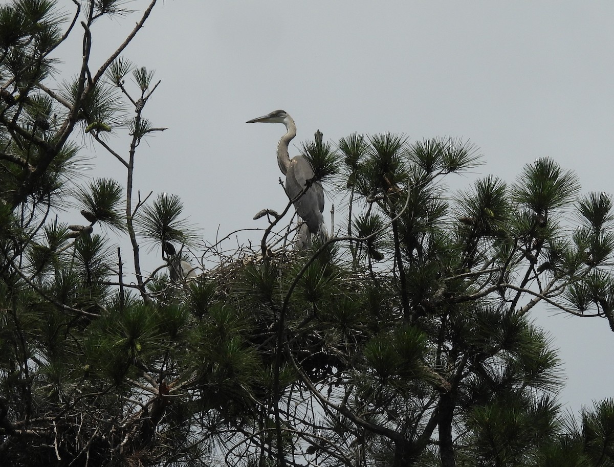 Great Blue Heron - ML620011076