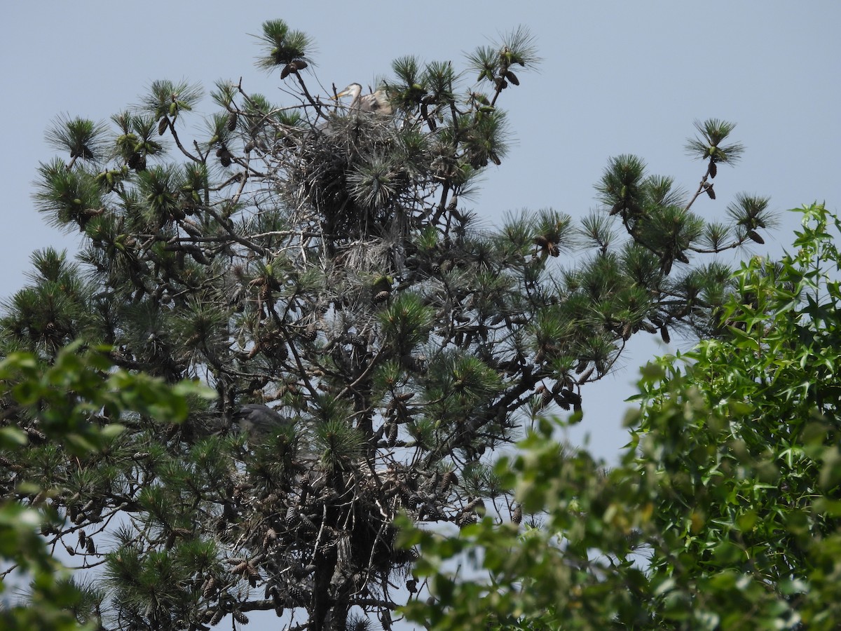 Great Blue Heron - ML620011079