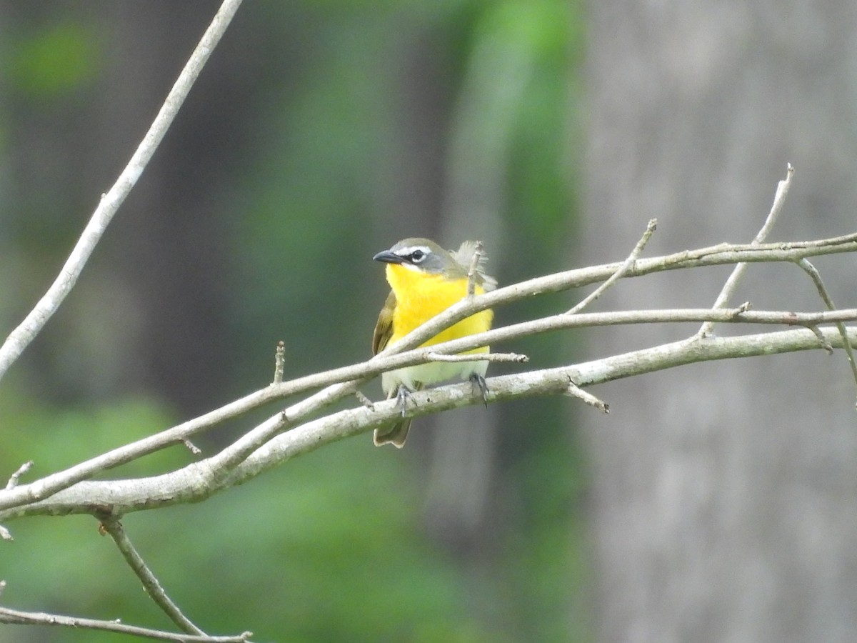 Yellow-breasted Chat - ML620011101