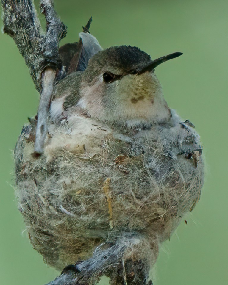 ub. kolibri (Trochilidae sp.) - ML620011114