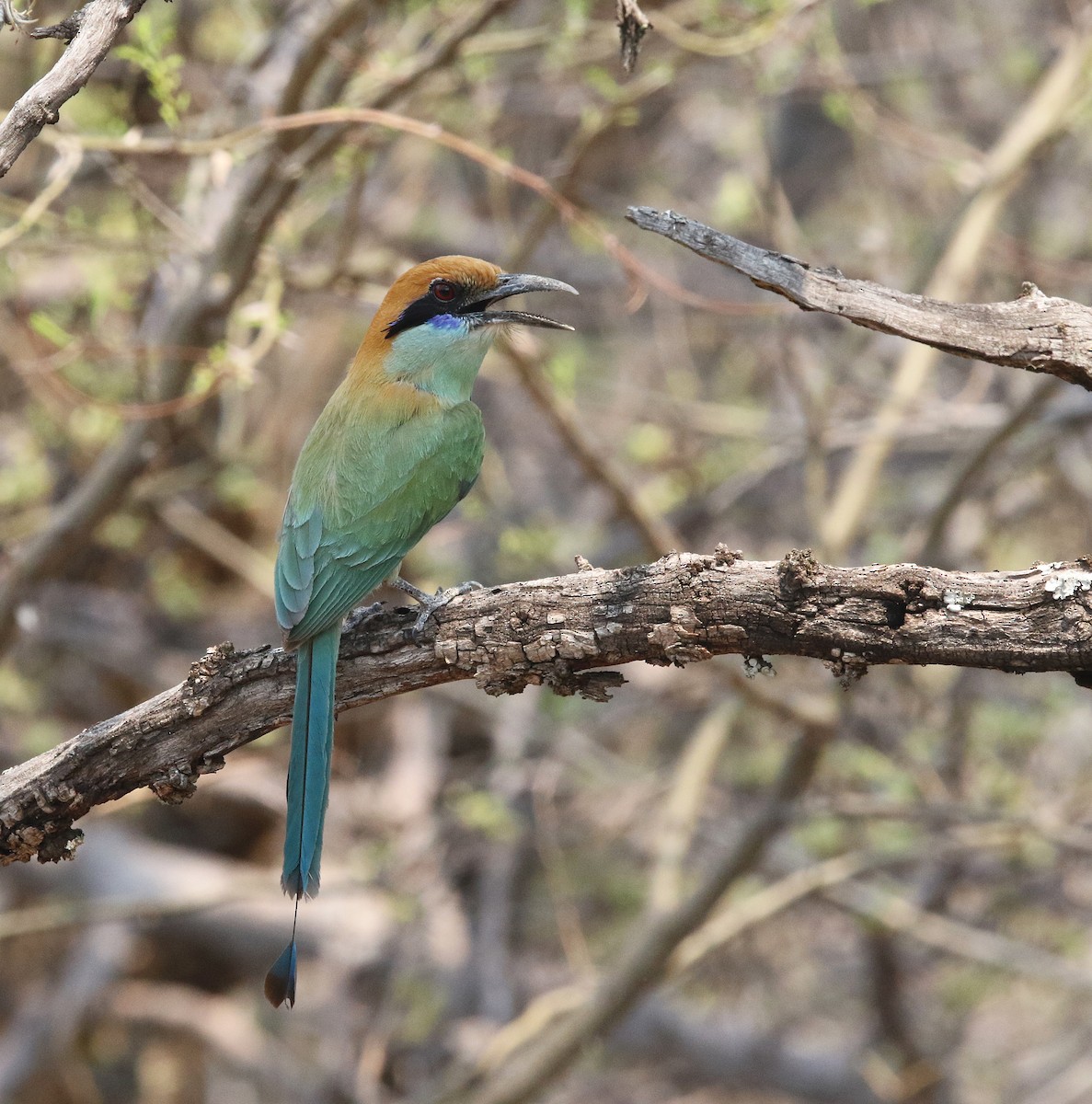 Russet-crowned Motmot - ML620011124