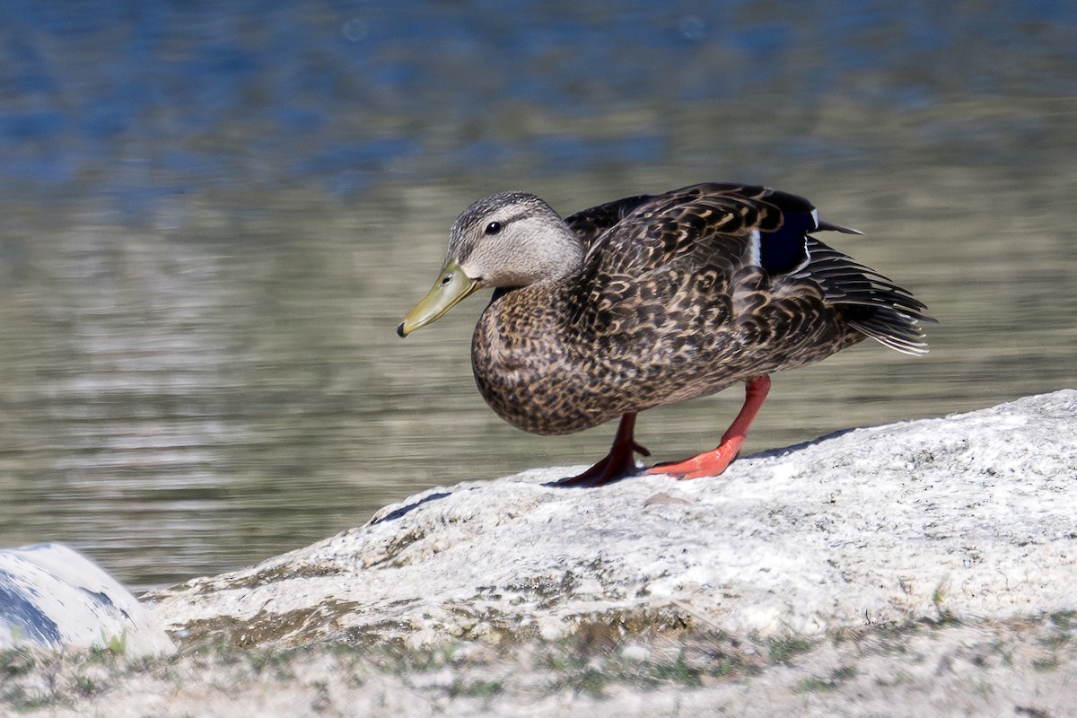 Mexican Duck - ML620011126
