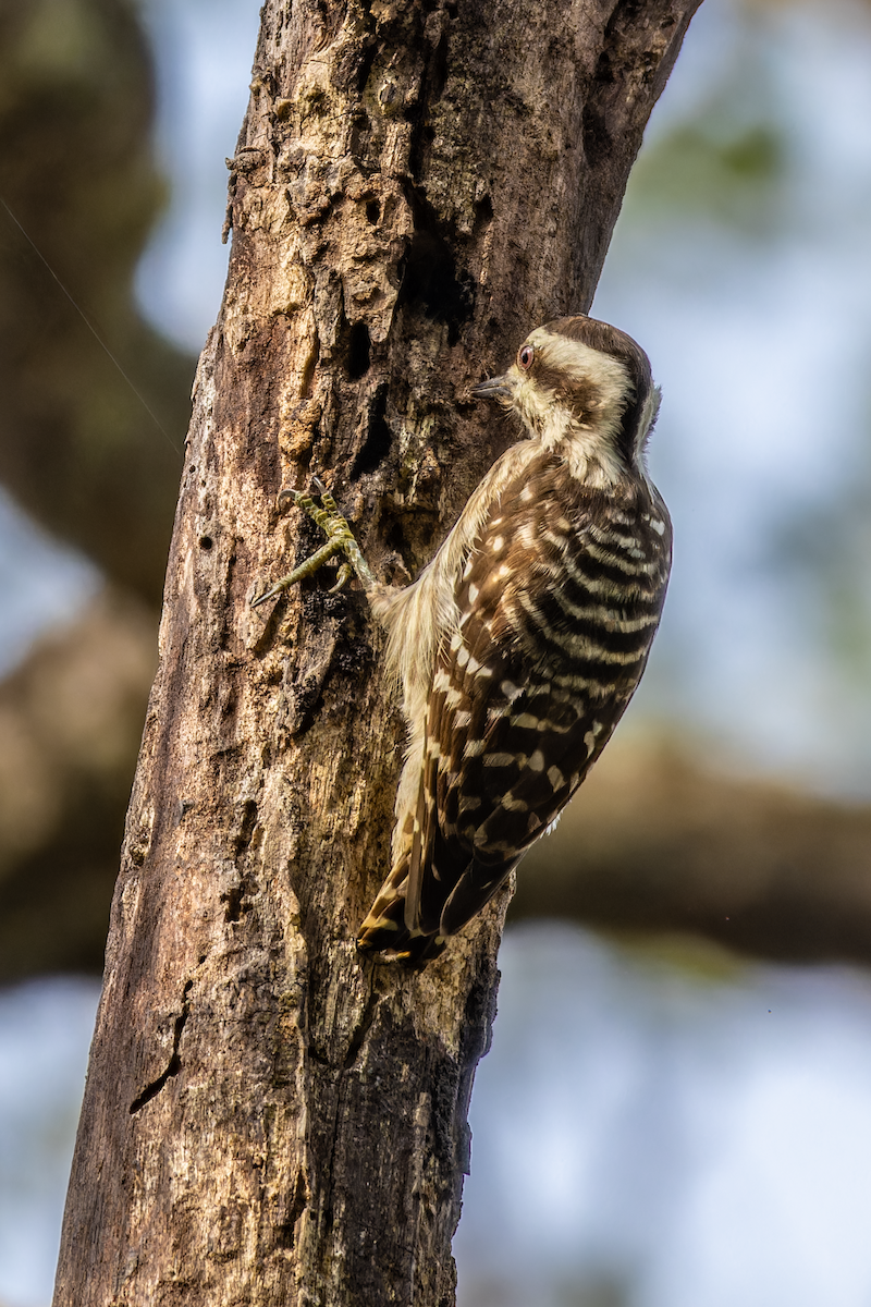 Sunda Pygmy Woodpecker - ML620011130