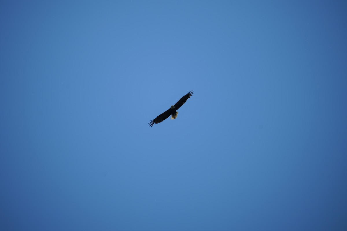Bald Eagle - ML620011140