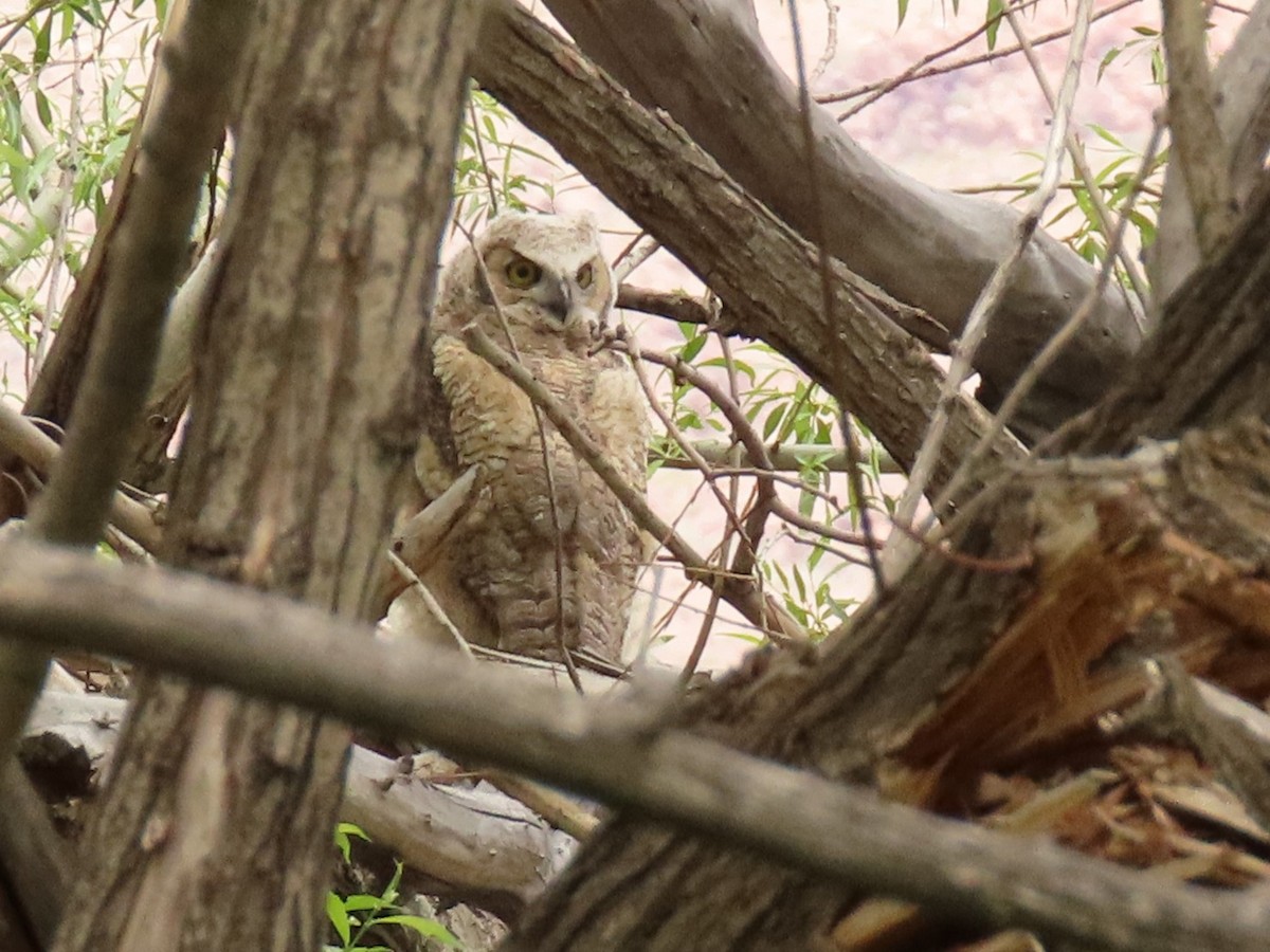 Great Horned Owl - ML620011166