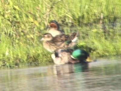Green-winged Teal - ML620011178