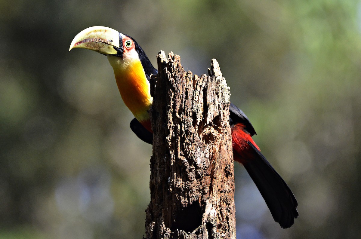 Red-breasted Toucan - ML620011179