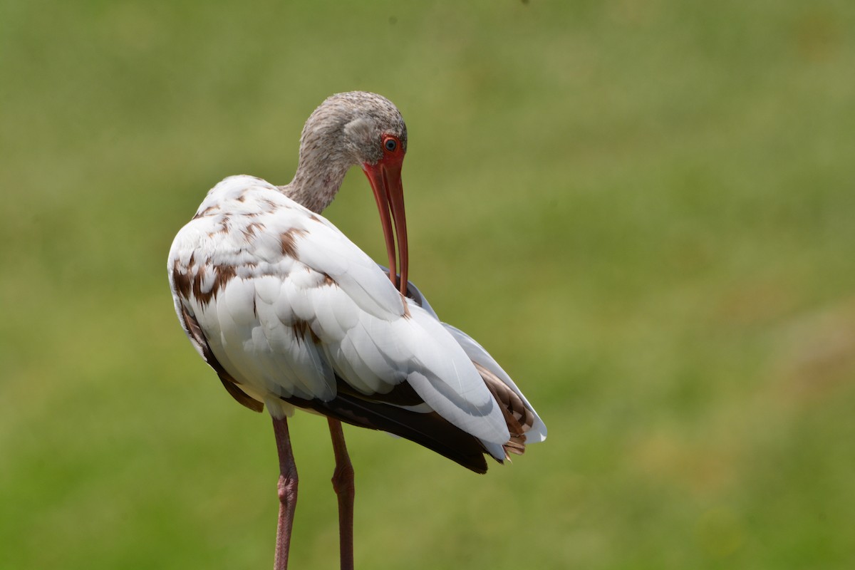 ibis bílý - ML620011186