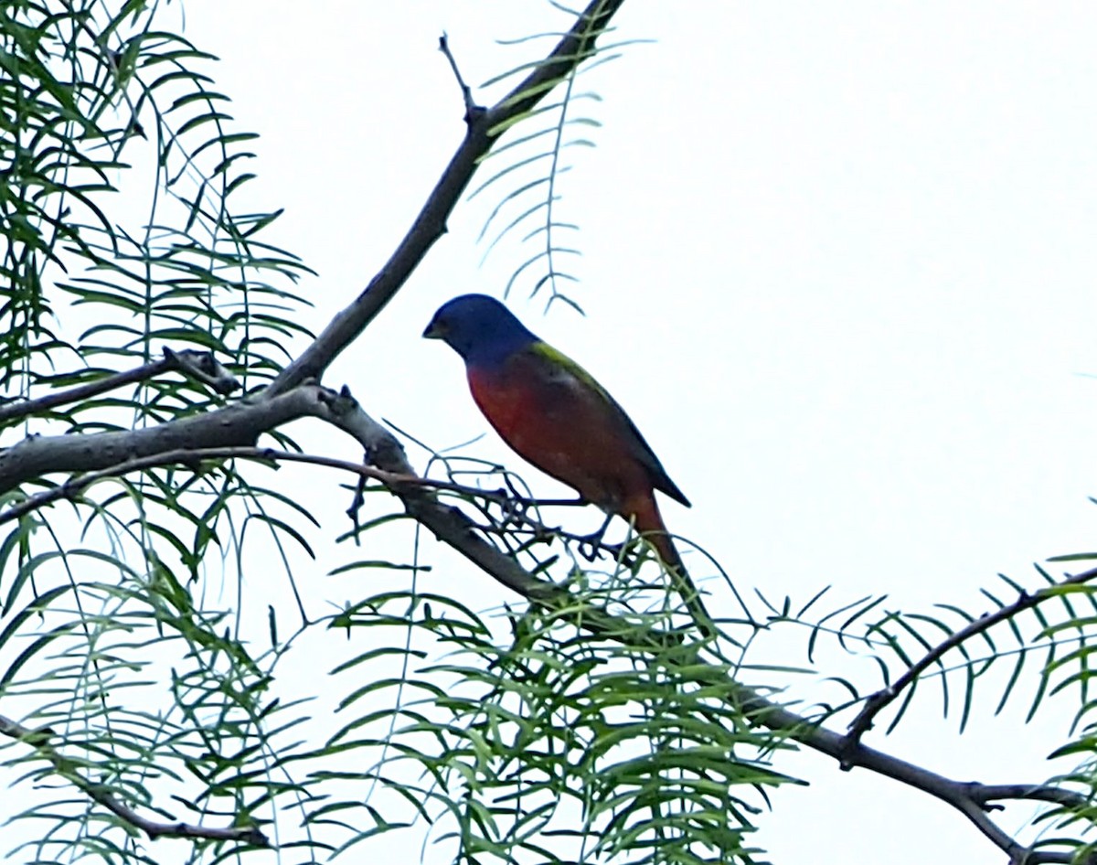 Painted Bunting - ML620011227