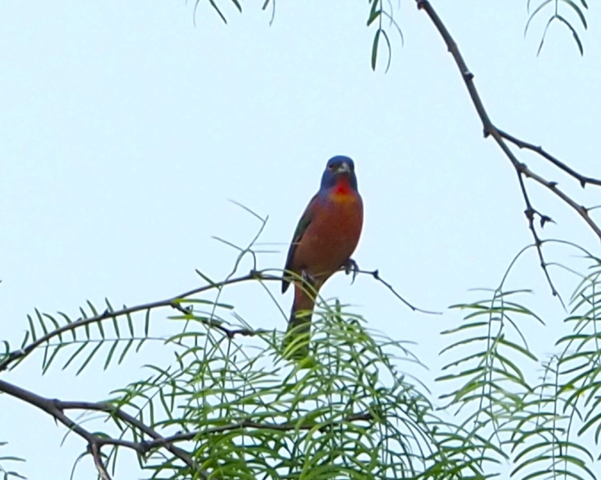 Painted Bunting - ML620011228