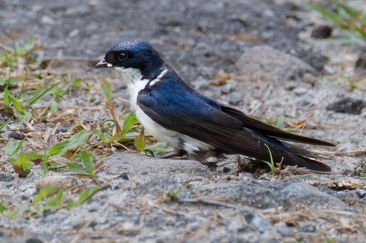 Blue-and-white Swallow - ML620011232