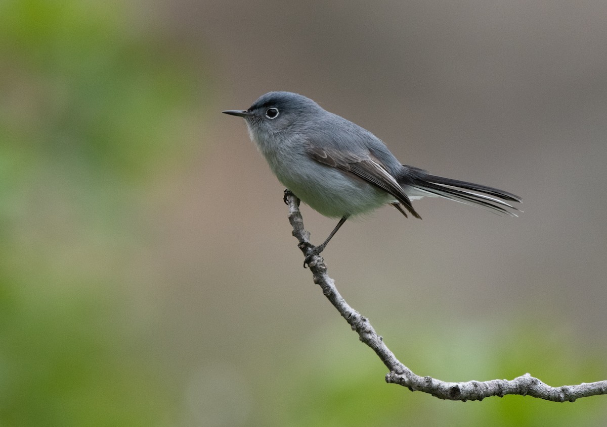 Blue-gray Gnatcatcher - ML620011260