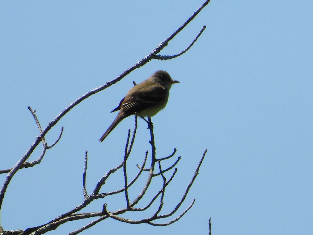 Willow Flycatcher - ML620011262