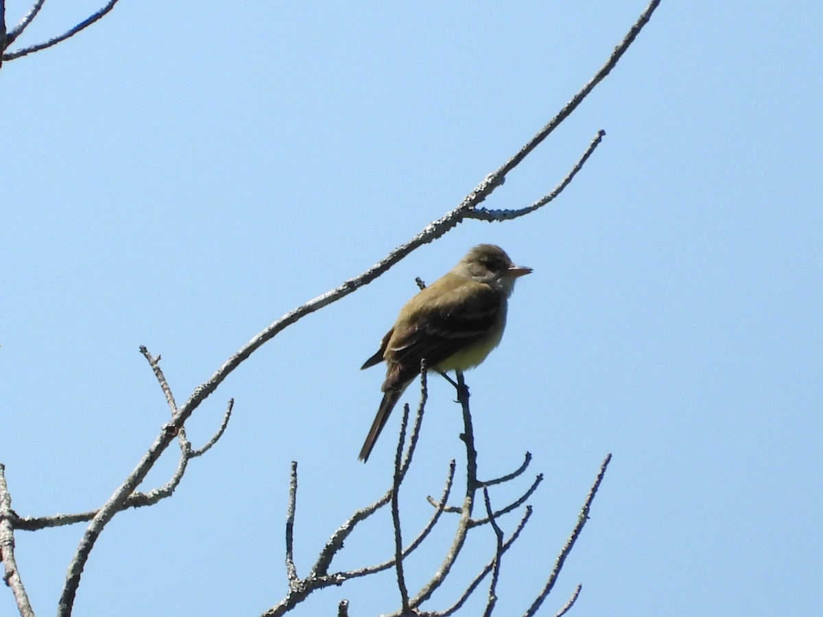 Willow Flycatcher - ML620011263