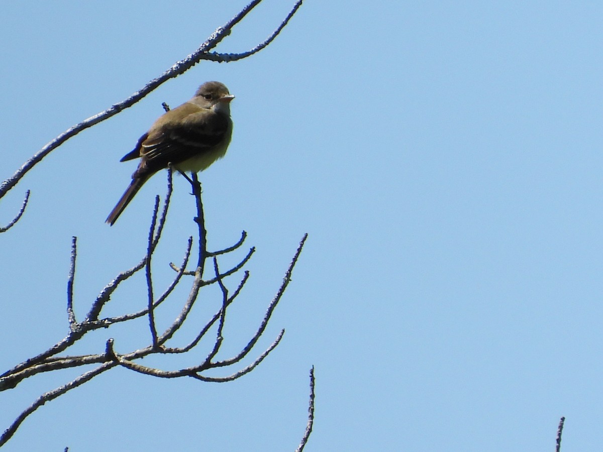 Willow Flycatcher - ML620011264