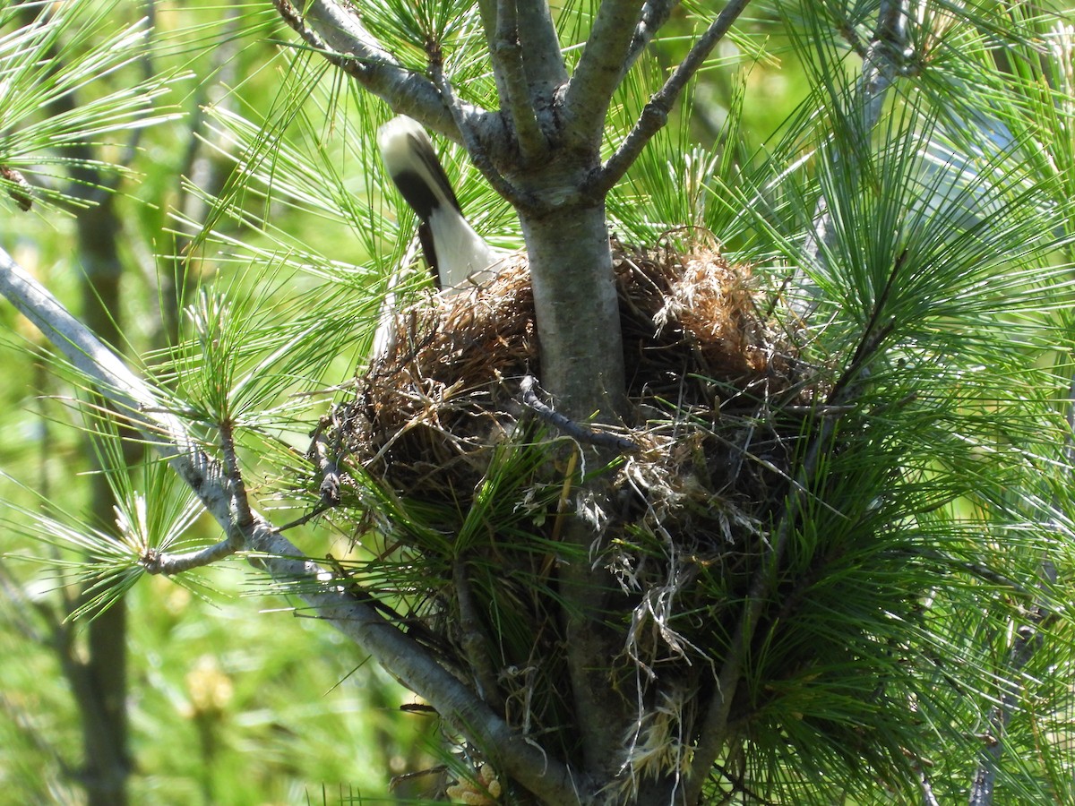 Eastern Kingbird - ML620011272