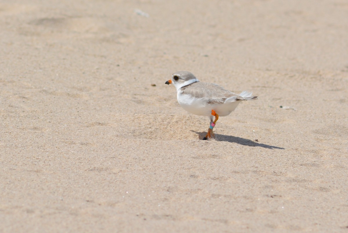 Piping Plover - ML620011283