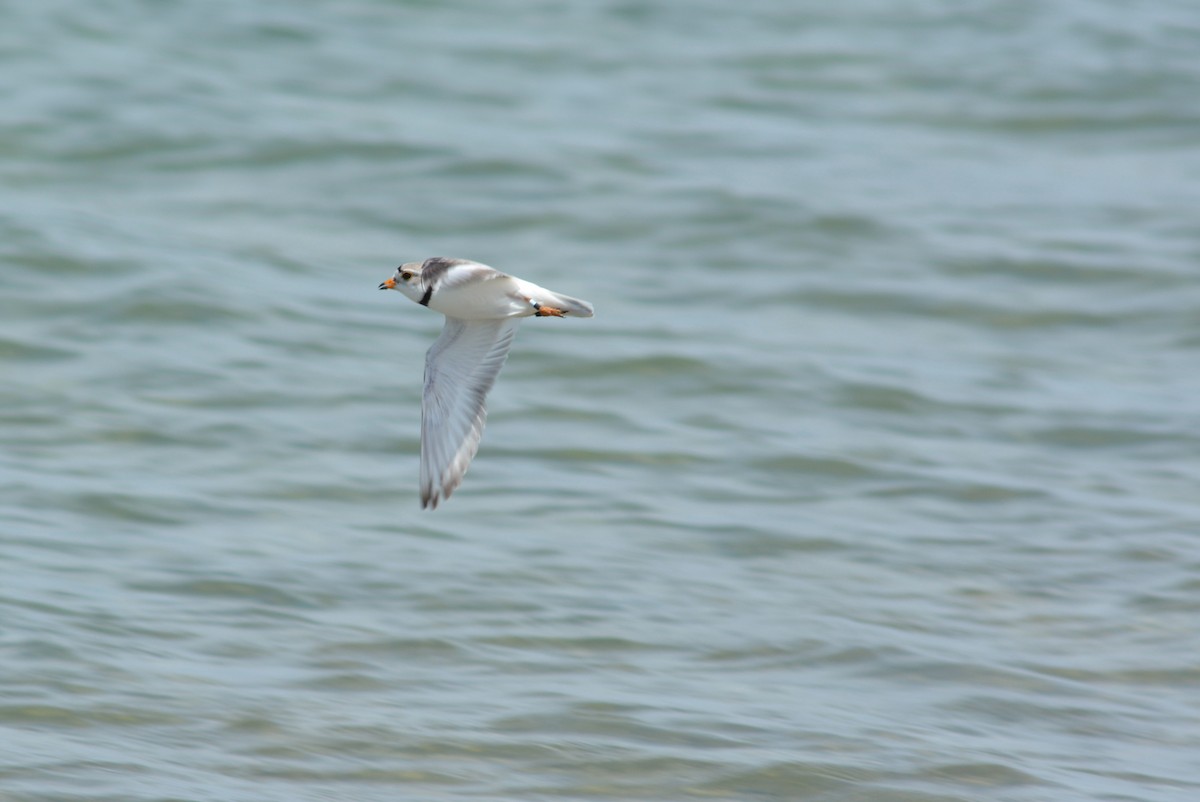 Piping Plover - ML620011284