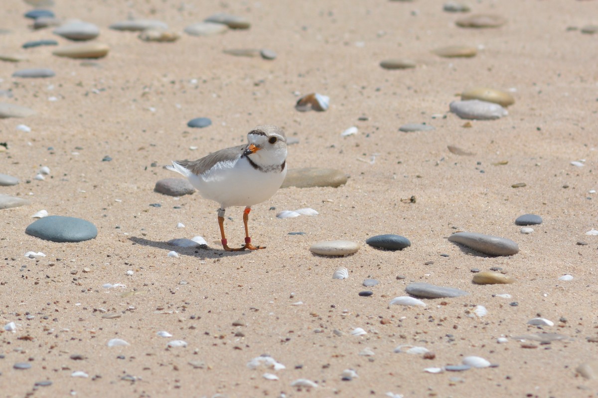 Piping Plover - ML620011285