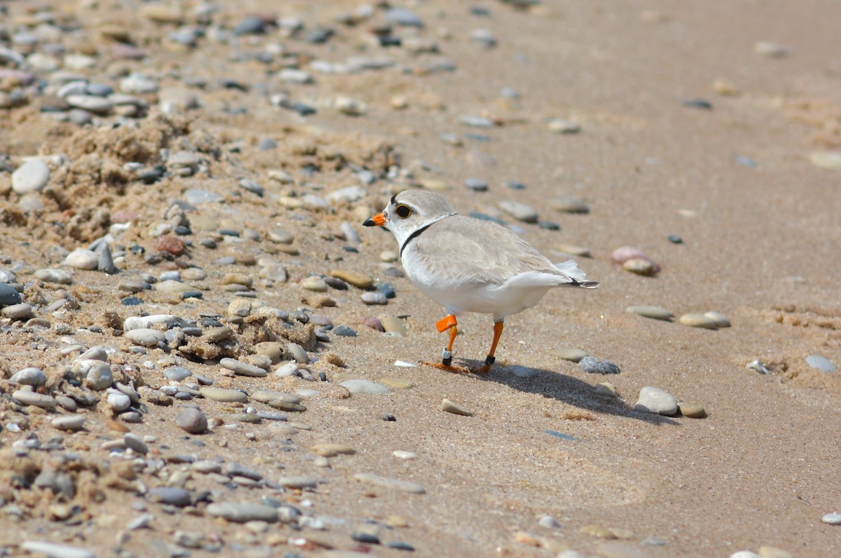 Piping Plover - ML620011286