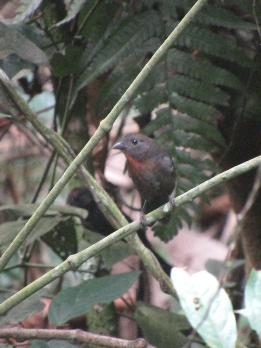 Sooty Ant-Tanager - ML620011352