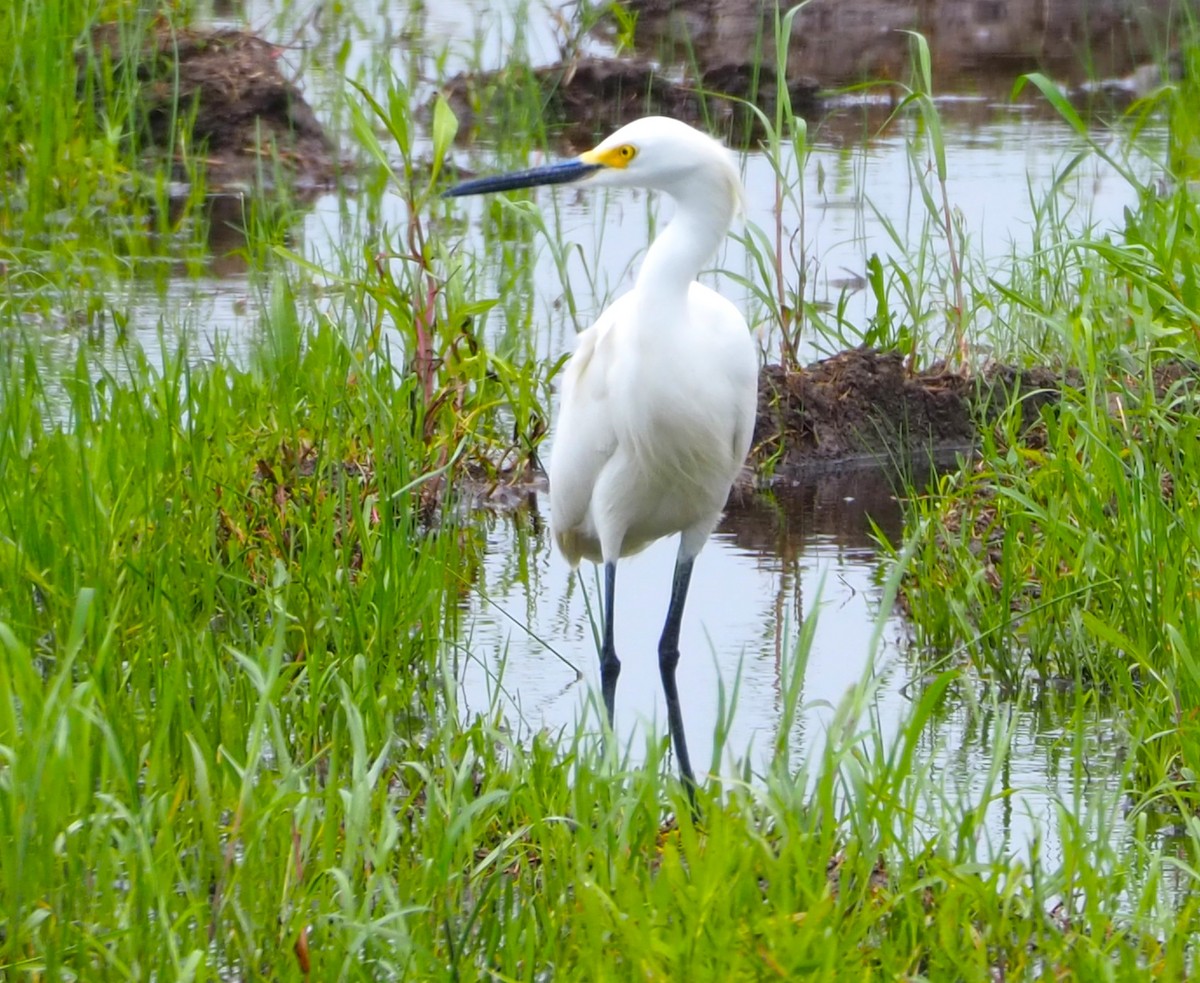 Snowy Egret - ML620011353