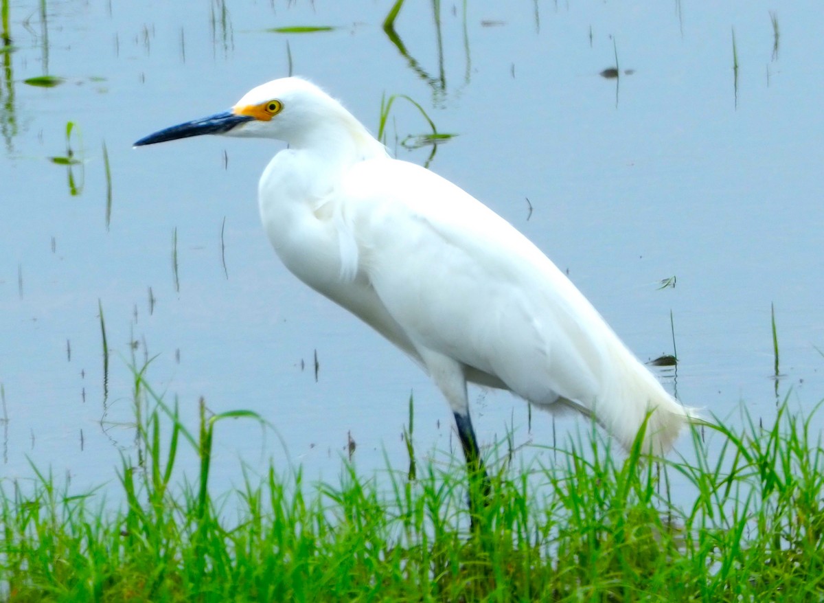 Snowy Egret - ML620011354