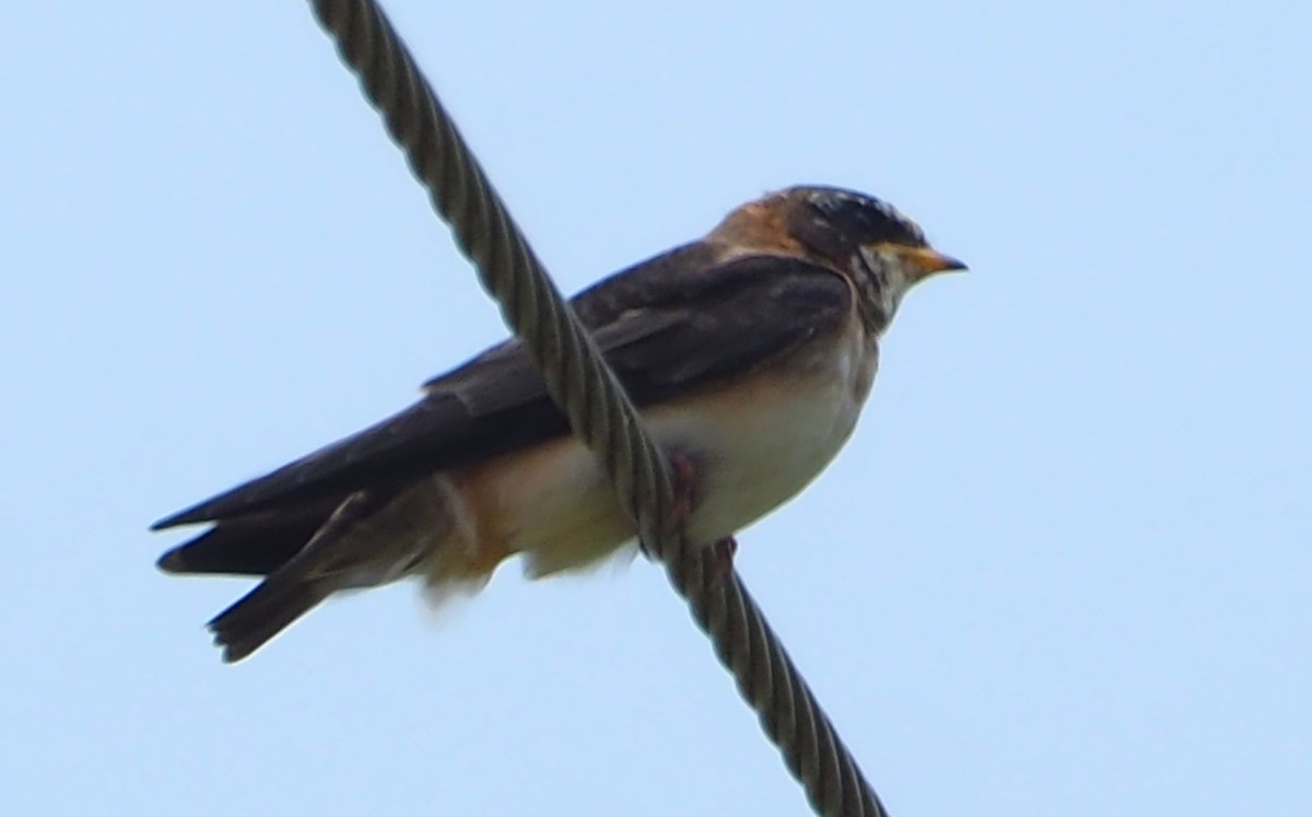 Cliff Swallow - ML620011378