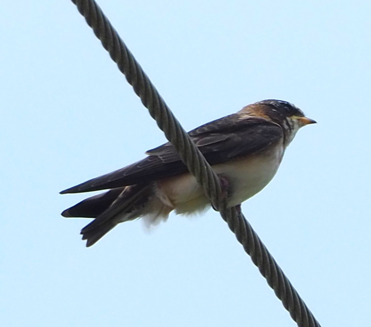 Hirondelle à front blanc - ML620011380