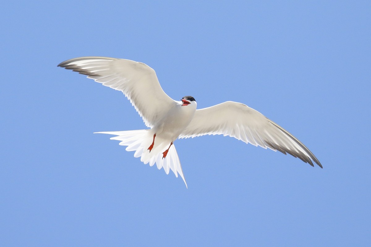rybák obecný (ssp. hirundo/tibetana) - ML620011395